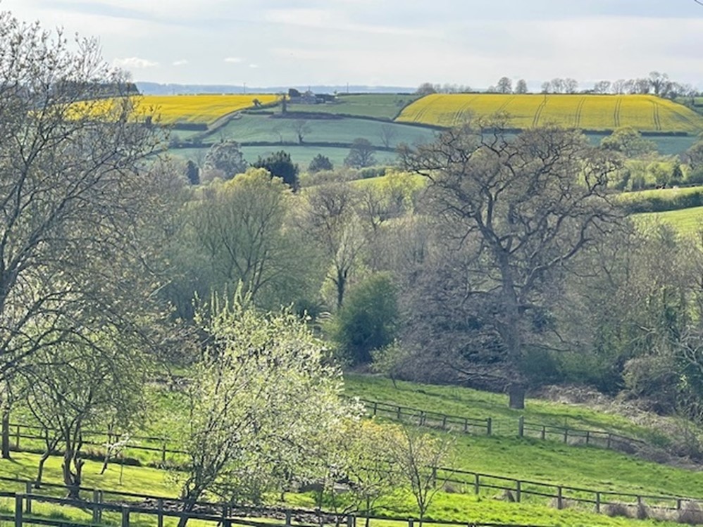 A large green field with trees in the background