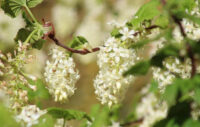 A close up of a plant